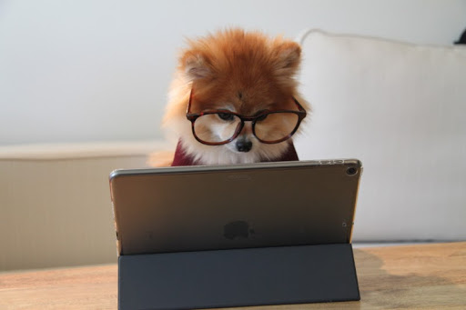 Laptop-Dog