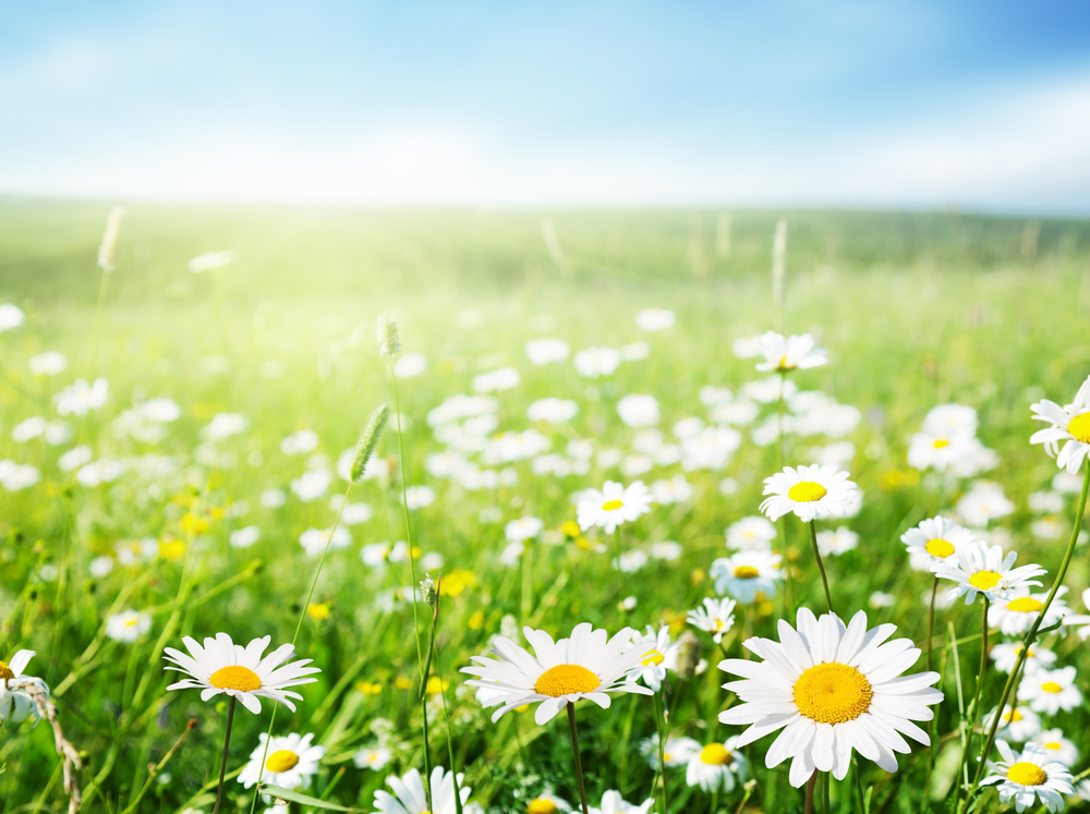 field of daisy flowers